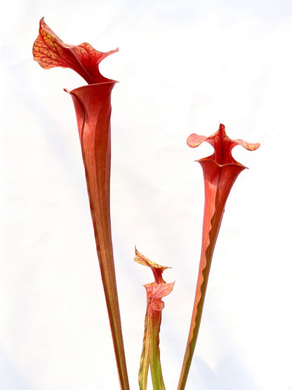 Sarracenia flava var. atropurpurea "All red"