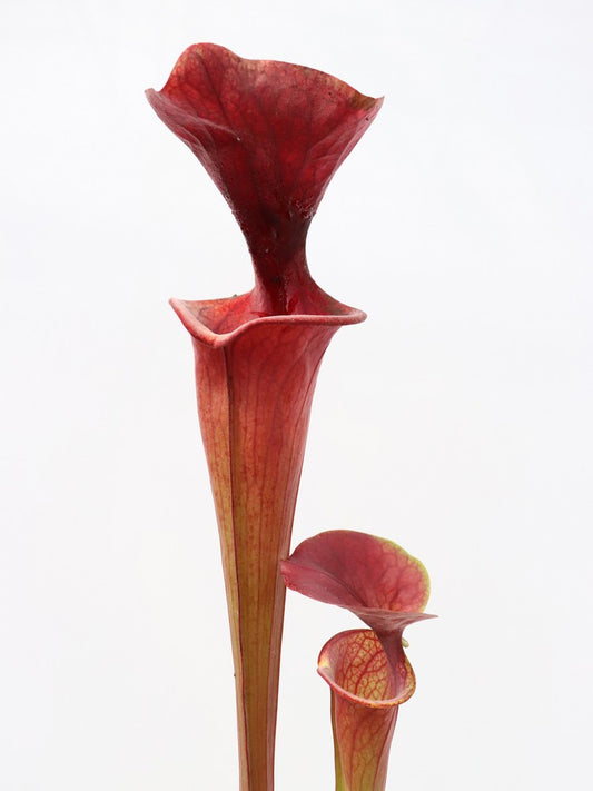 Sarracenia flava var. atropurpurea F27A MK All Red Form, Blackwater River State Forest, FL.