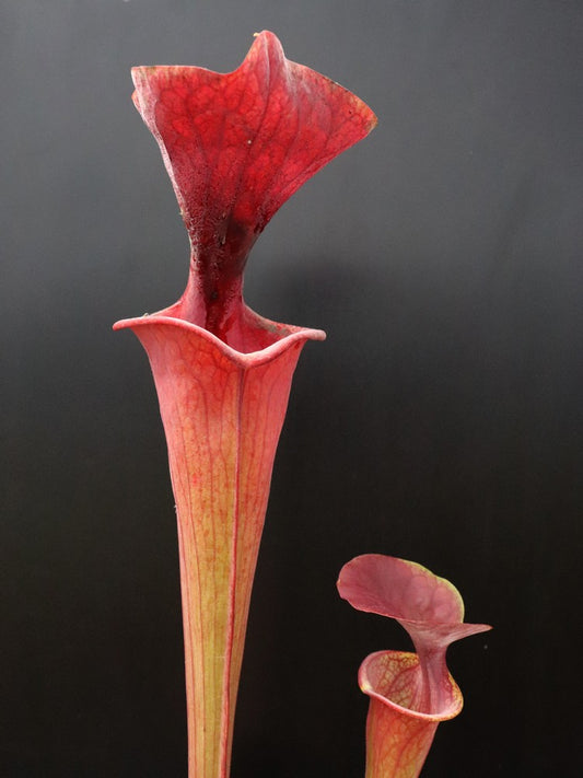 Sarracenia flava var. atropurpurea F27A MK  All Red Form, Blackwater River State Forest, FL.