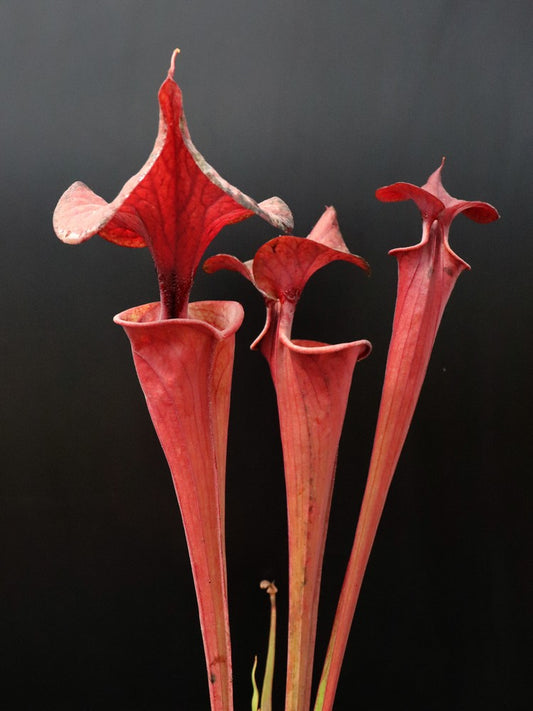 Sarracenia flava var. atropurpurea F280 MK Nr.Columbia