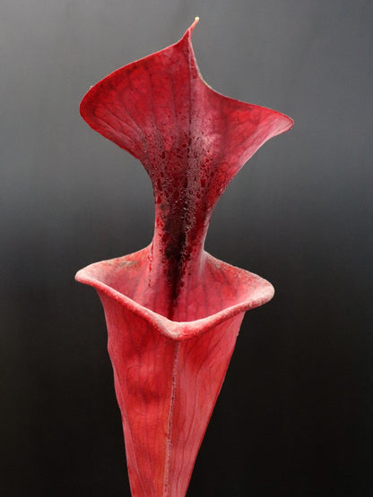 Sarracenia flava var. atropurpurea FL105 RVL „Kleiner Deckel“