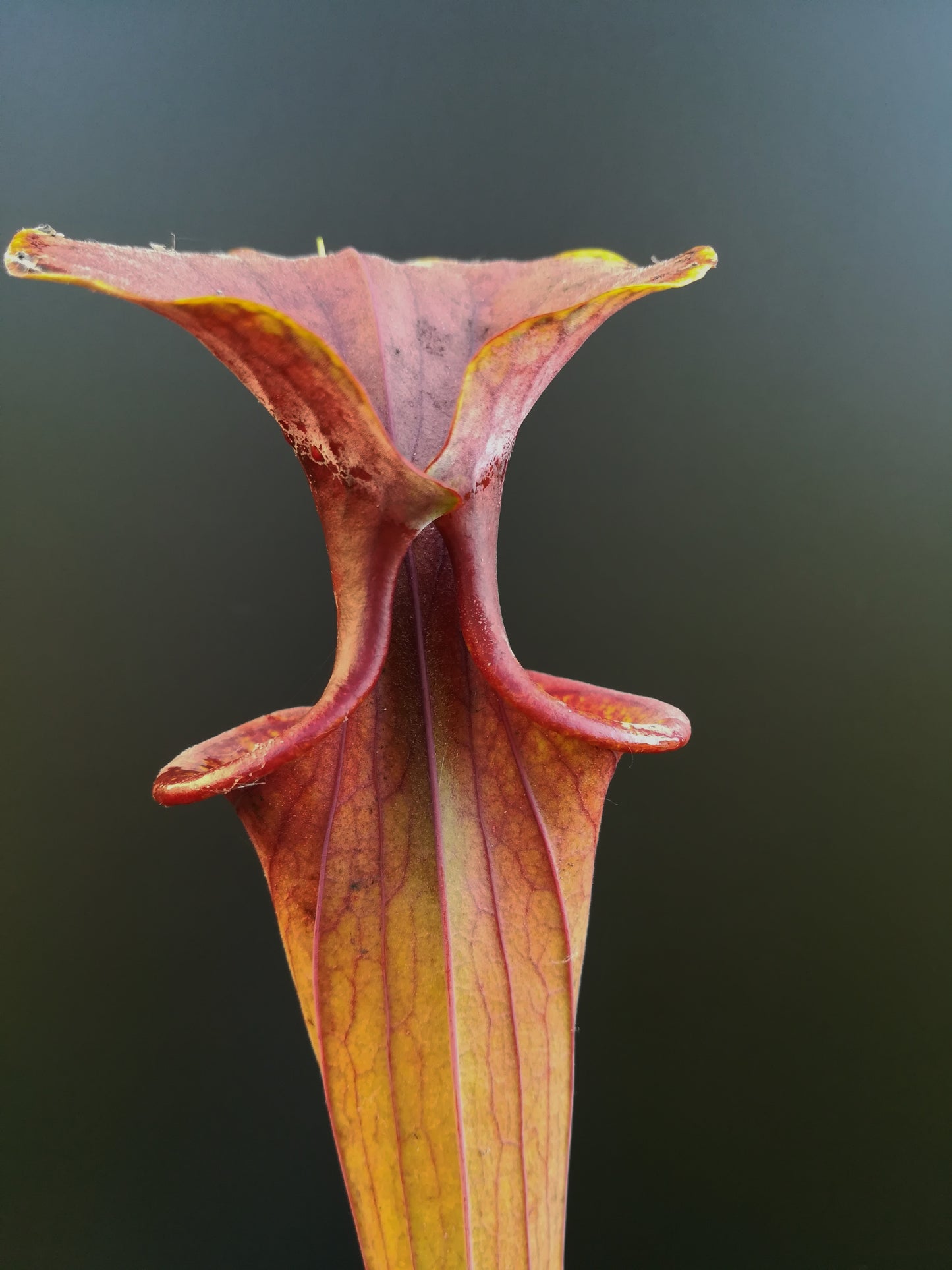 Sarracenia flava var. atropurpurea, Black Water State Forest