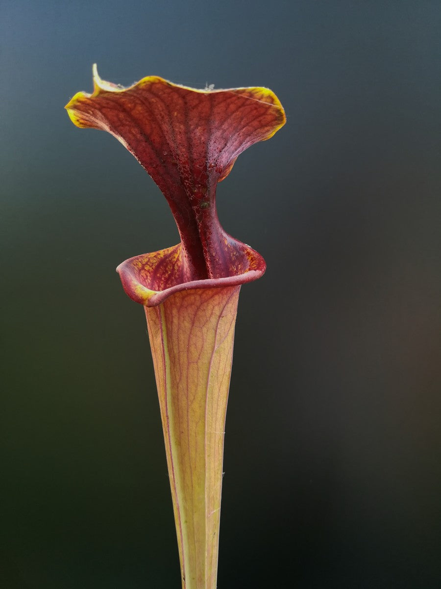Sarracenia flava var. atropurpurea, Black Water State Forest