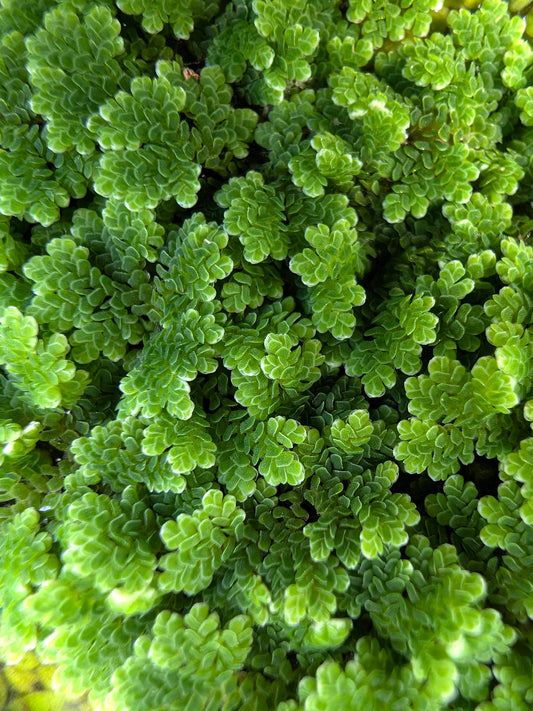 Azolla caroliniana - Floating plant