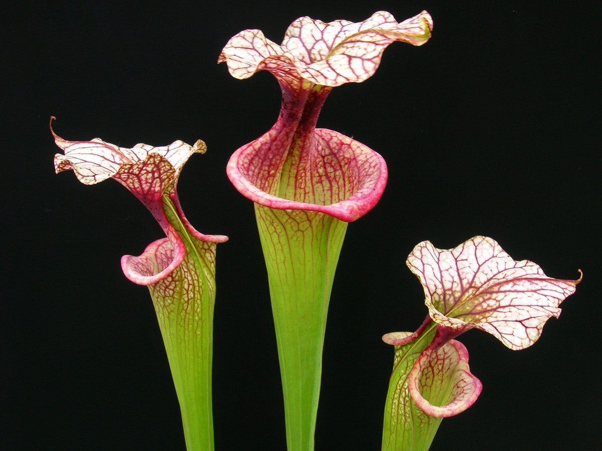 Sarracenia 'Adrian Slack'  H113 MK