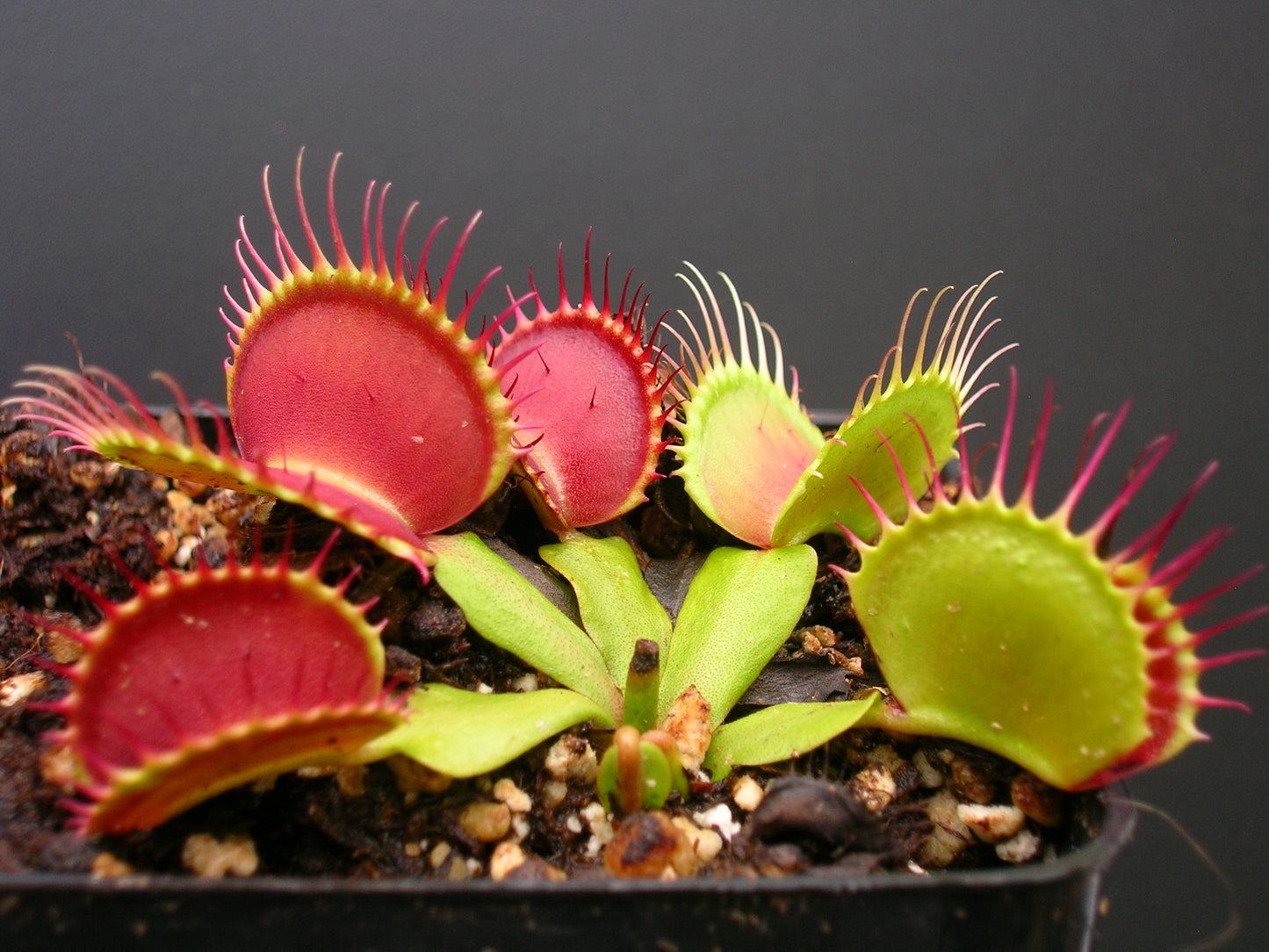 Dionaea muscipula B52