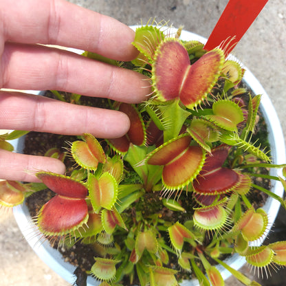 Dionaea muscipula B52