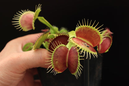 Dionaea muscipula  B52 Canada