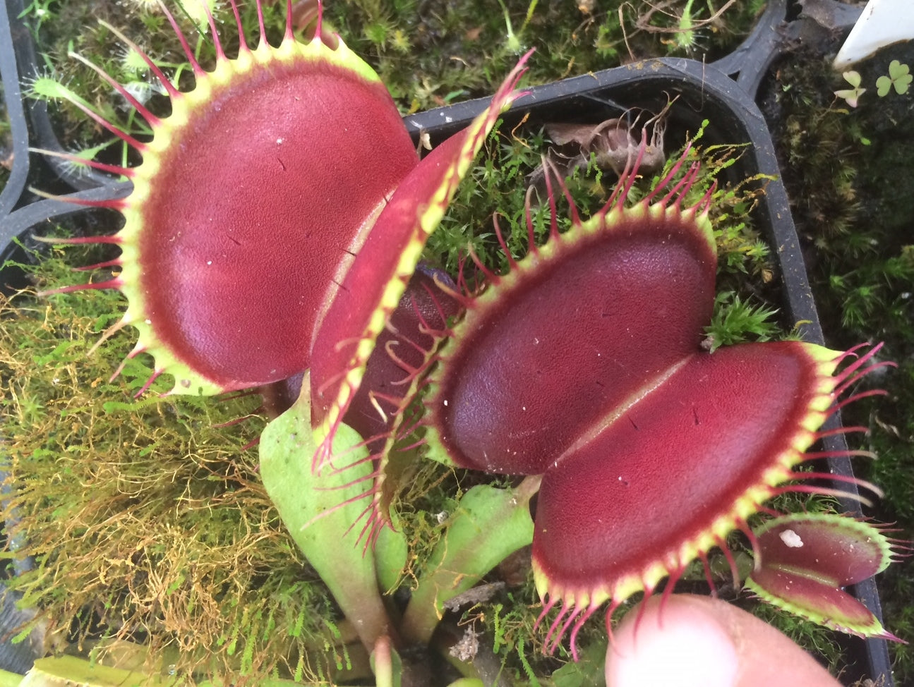 Dionaea muscipula B52