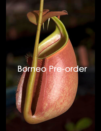 Nepenthes bicalcarata "Brunei Orange"  BE-3029  Selected clone