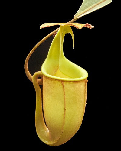 Nepenthes bicalcarata „Brunei Red Flush“ BE-3031