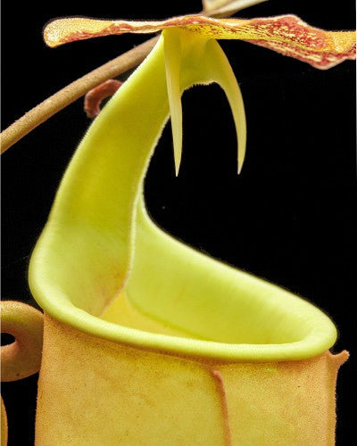 Nepenthes bicalcarata „Brunei Red Flush“ BE-3031