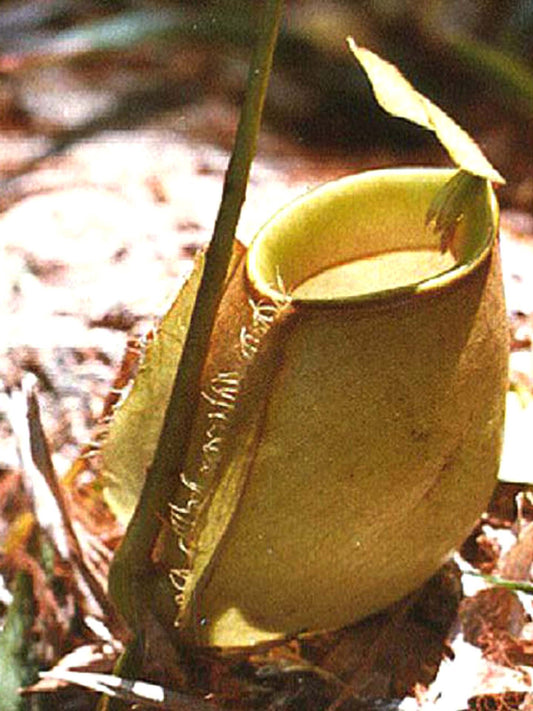 Nepenthes bicalcarata x ampullaria  BE-3033