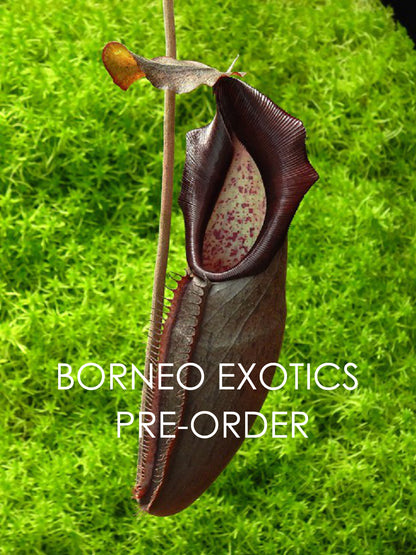 Nepenthes bongso  BE-3036