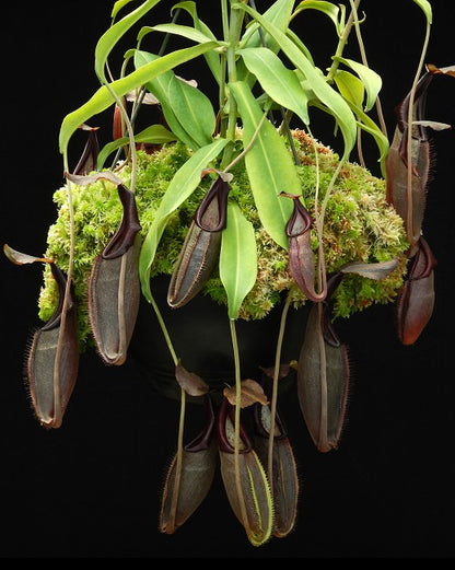 Nepenthes bongso  BE-3036