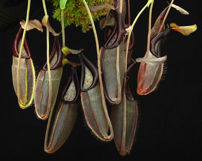 Nepenthes bongso  BE-3036