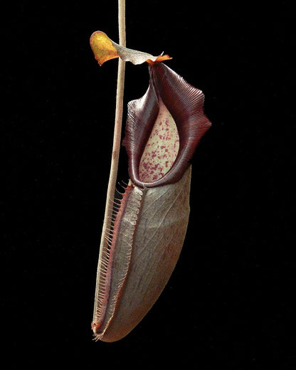 Nepenthes bongso  BE-3036
