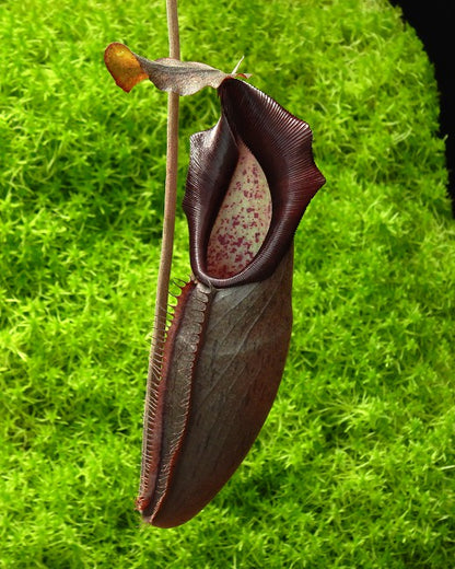 Nepenthes bongso  BE-3036