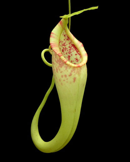 Nepenthes bongso  BE-3036