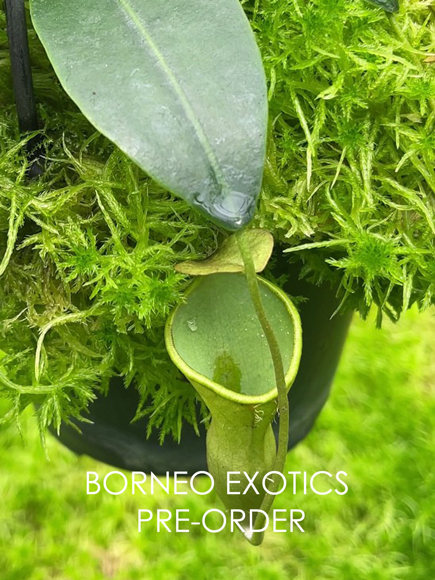 Nepenthes campanulata BE-3044