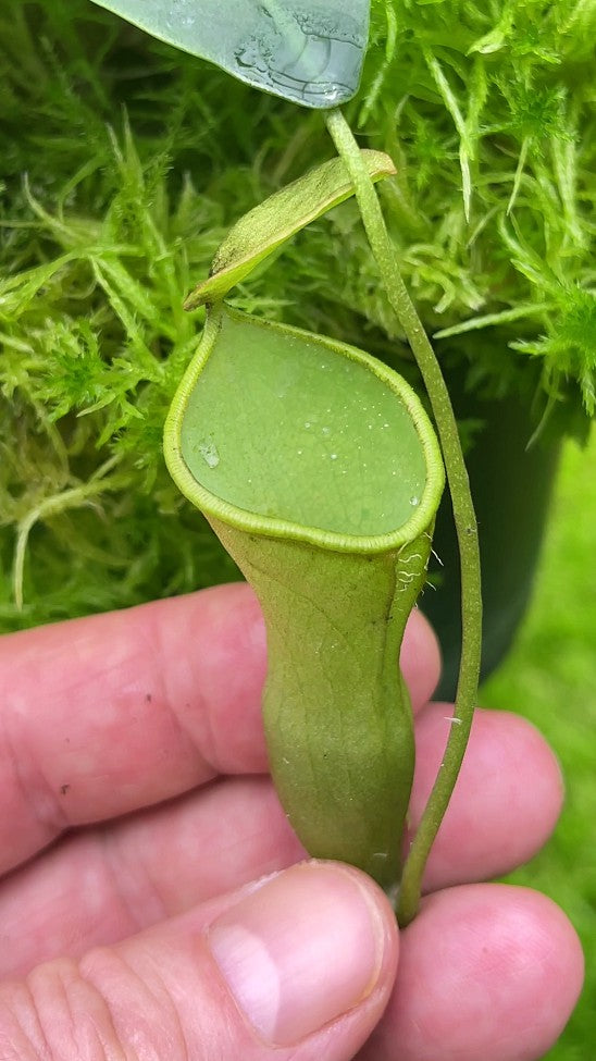 Nepenthes campanulata BE-3044