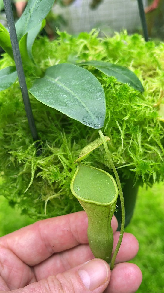 Nepenthes campanulata BE-3044