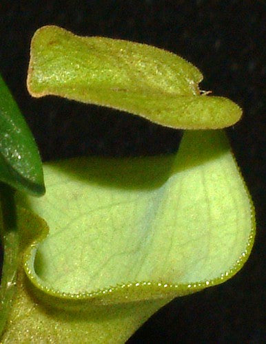 Nepenthes campanulata BE-3044