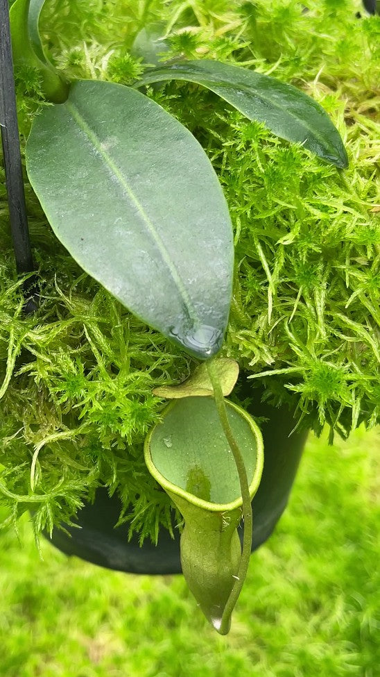 Nepenthes campanulata BE-3044