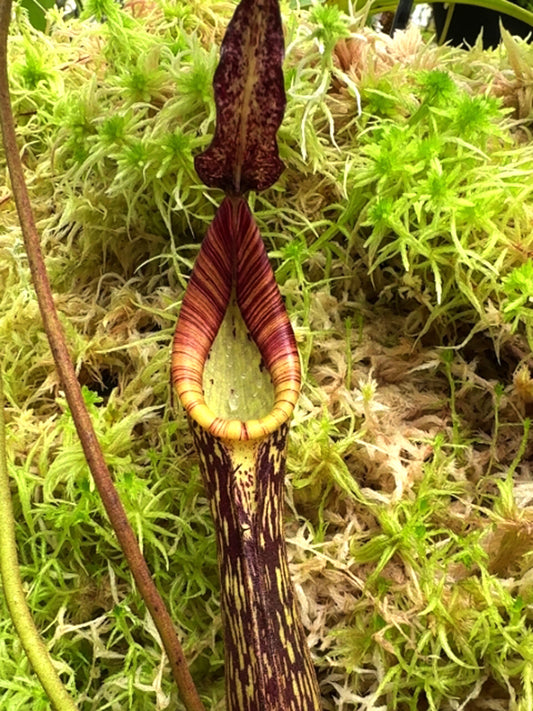 Nepenthes zakriana "Flared peristome" BE-3068