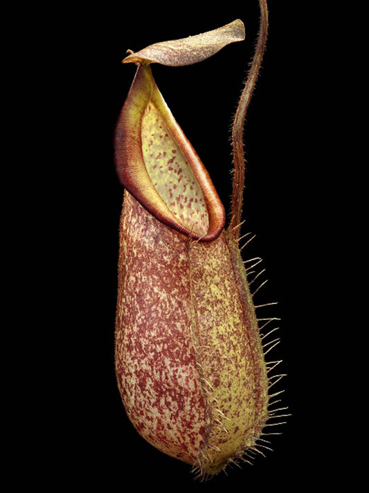 Nepenthes hirsuta Gunung Serapi BE-3083