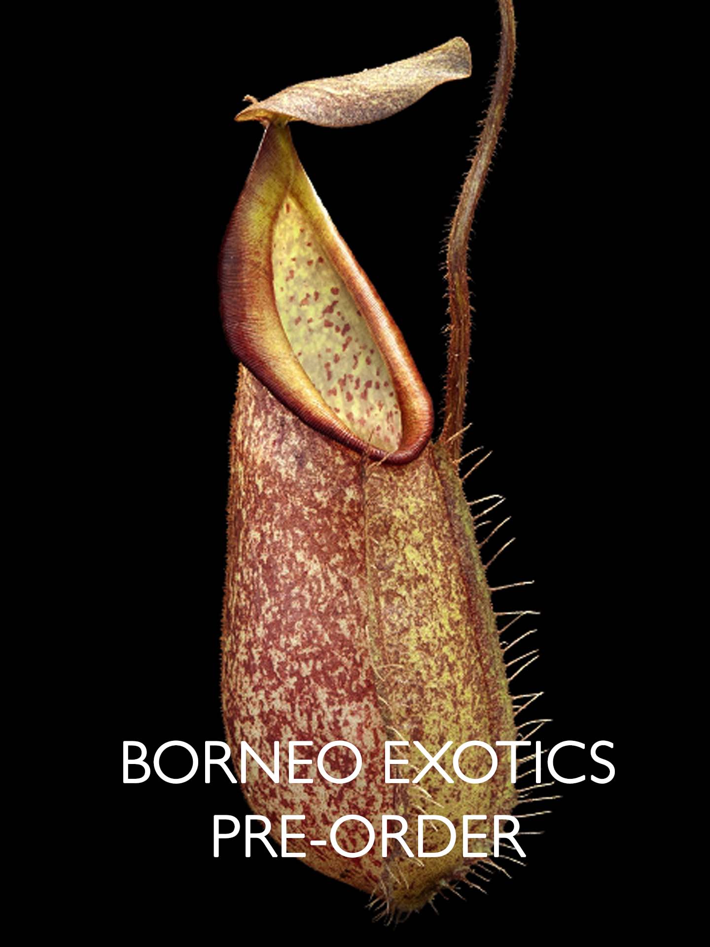 Nepenthes hirsuta Gunung Serapi  BE-3083
