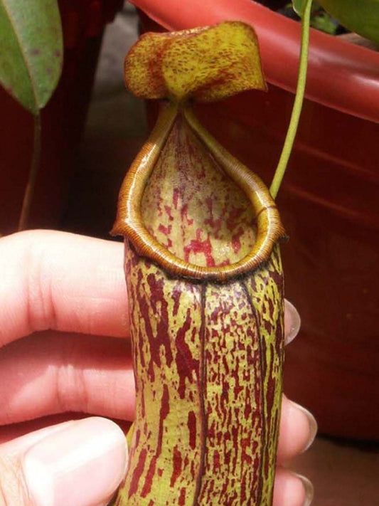 Nepenthes insignis 'Biak' BE-3089