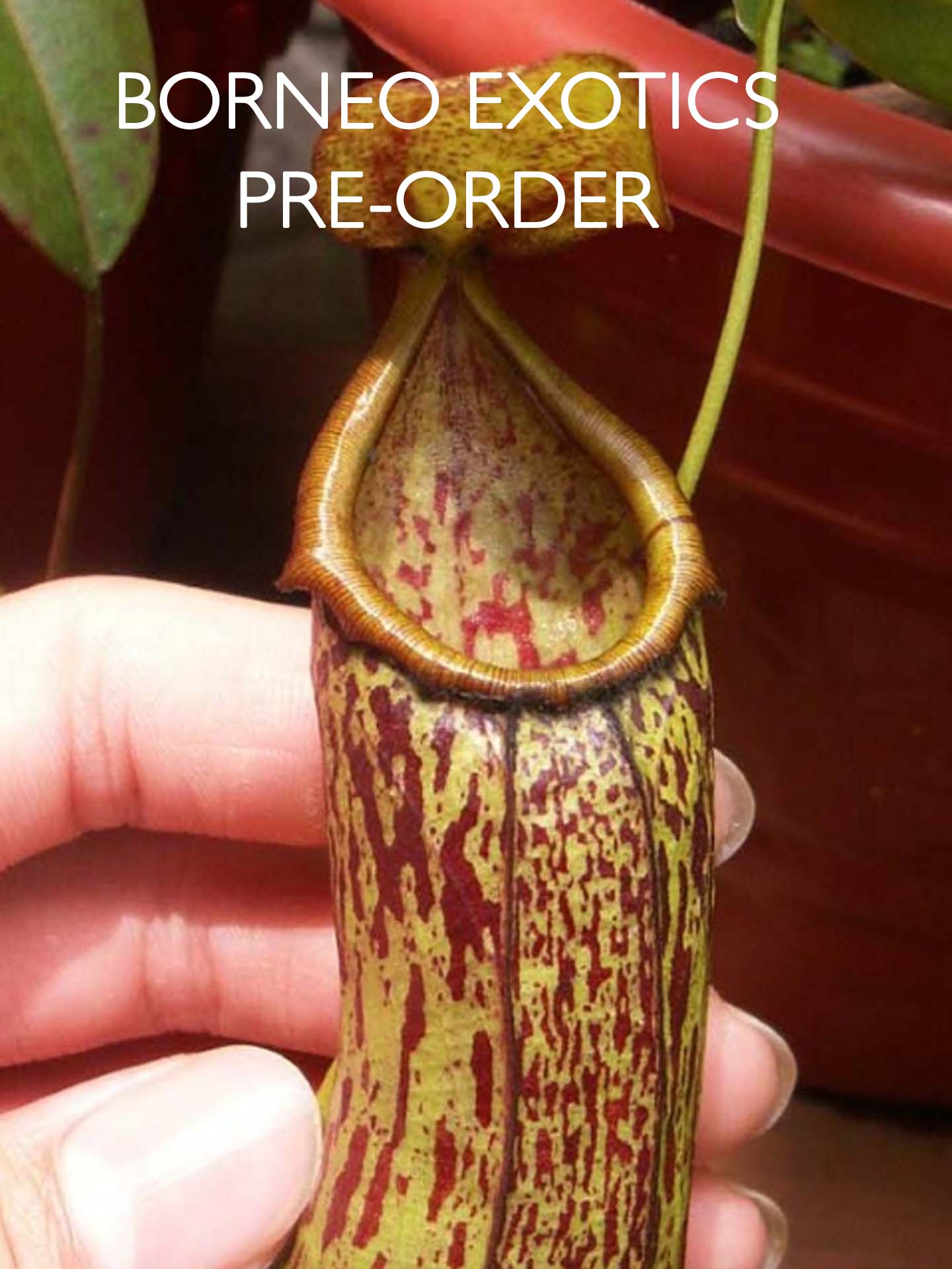 Nepenthes insignis 'Biak' BE-3089