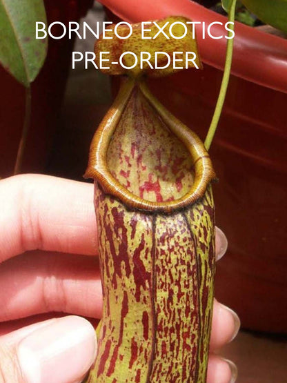 Nepenthes insignis 'Biak' BE-3089
