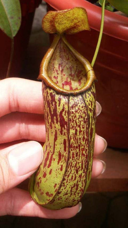 Nepenthes insignis 'Biak' BE-3089