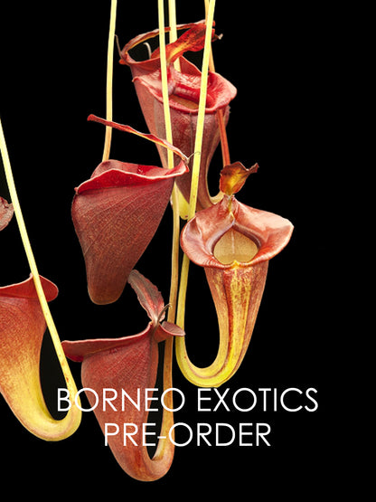 Nepenthes jacqueline  Lusung Tungkut  BE-3092