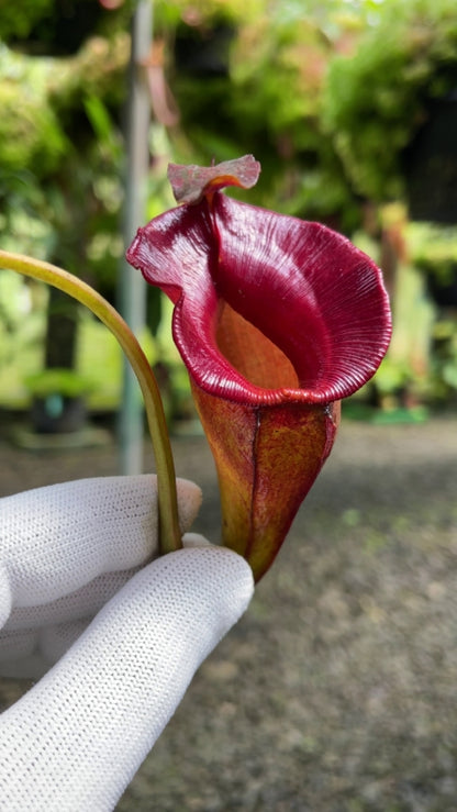 Nepenthes jacqueline  Lusung Tungkut  BE-3092