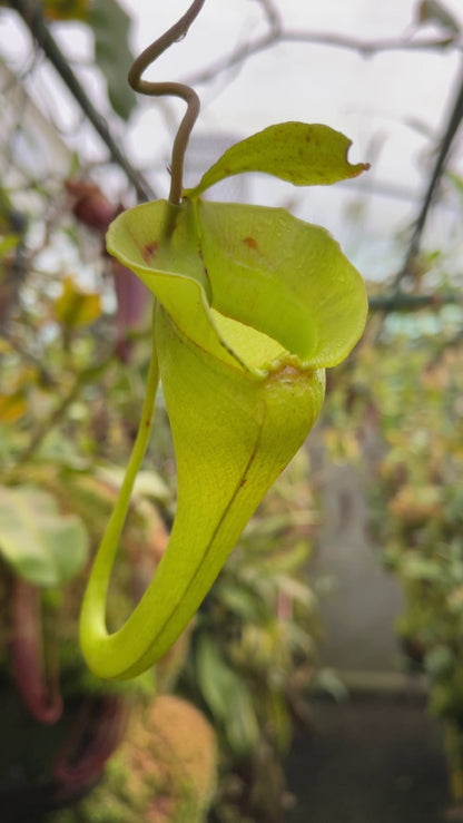 Nepenthes jacqueline  Lusung Tungkut  BE-3092