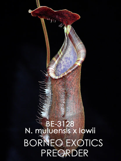 Nepenthes muluensis x lowii BE-3128