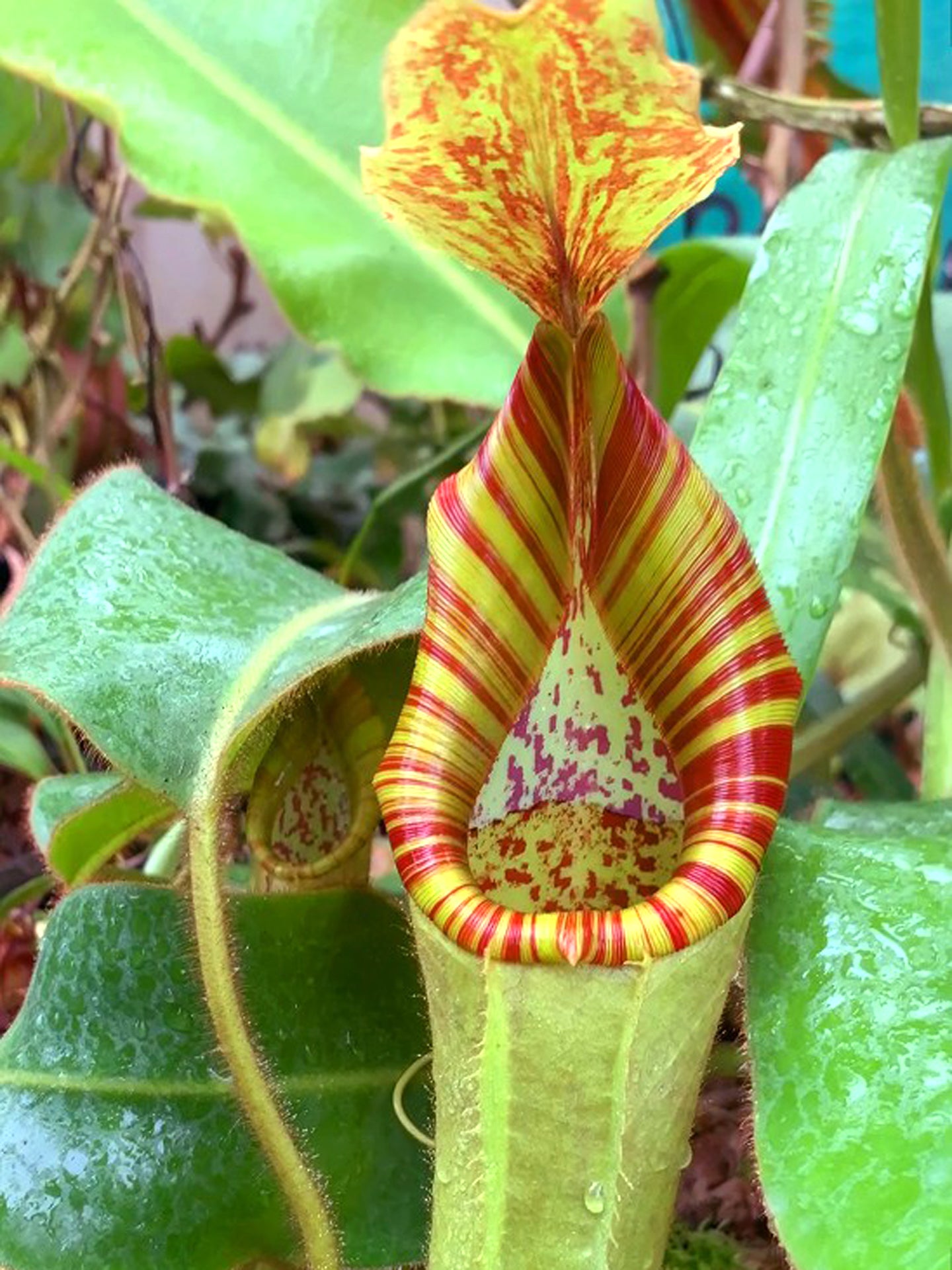 Nepenthes chaniana x veitchii  BE-3137