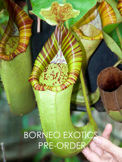 Nepenthes chaniana x veitchii BE-3137