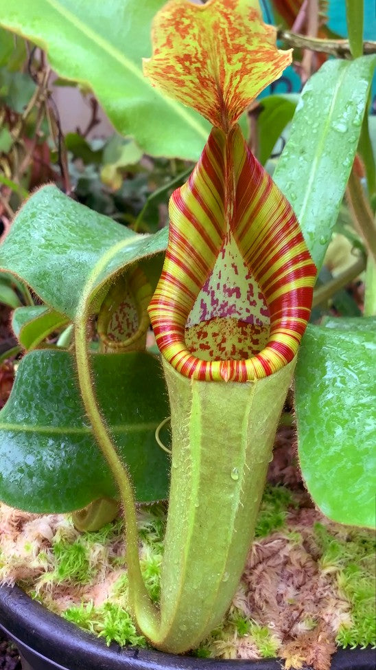 Nepenthes chaniana x veitchii BE-3137