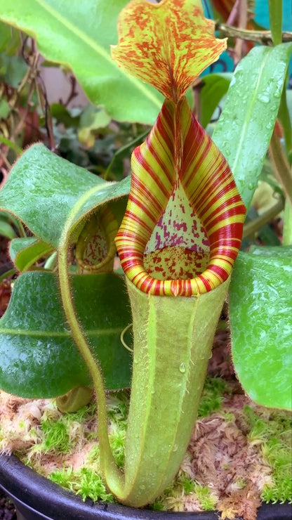 Nepenthes chaniana x veitchii BE-3137
