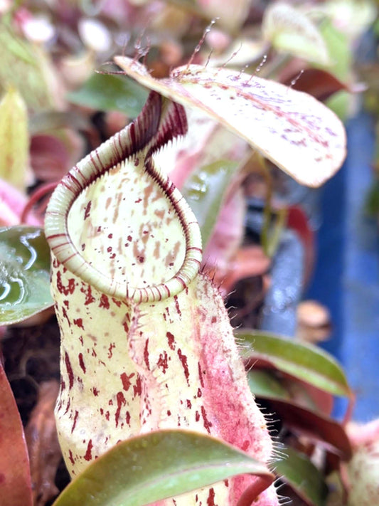 Nepenthes rafflesiana "Brunei Nivea" BE-3141