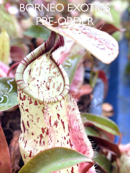 Nepenthes rafflesiana „Brunei Nivea“ BE-3141