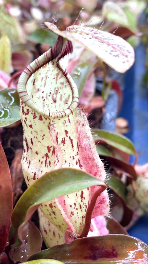 Nepenthes rafflesiana „Brunei Nivea“ BE-3141