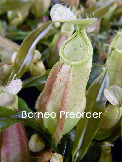 Nepenthes rafflesiana "Brunei Nivea" BE-3141