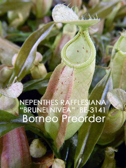 Nepenthes rafflesiana "Brunei Nivea" BE-3141