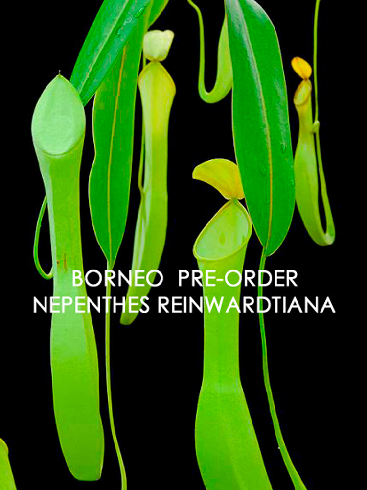 Nepenthes reinwardtiana  BE-3159