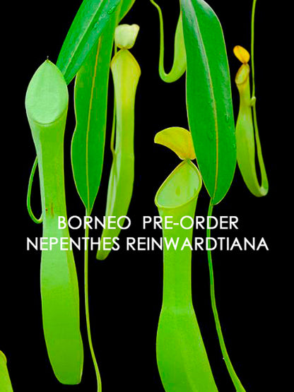 Nepenthes reinwardtiana  BE-3159